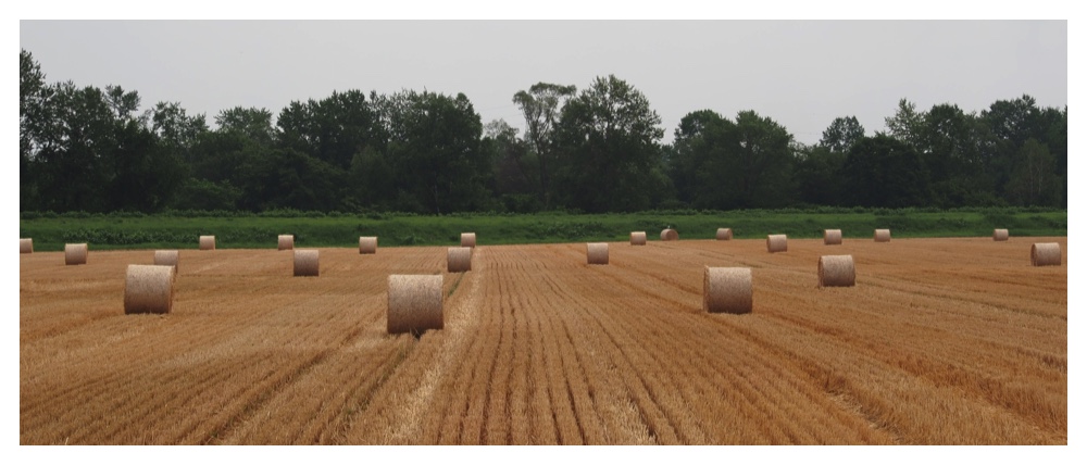 Wheat-field_210725_cover
