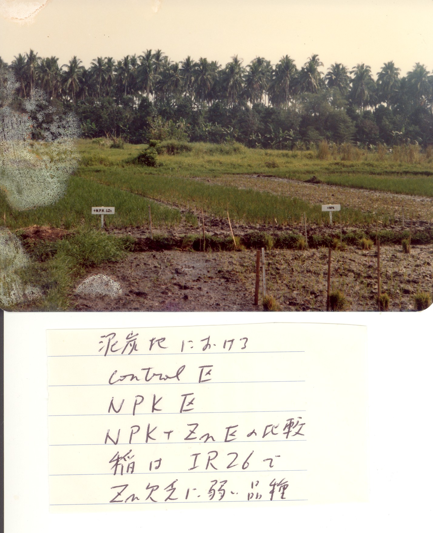 IRRI-field-05
